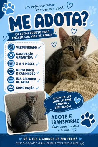 Gatinho muito dócil esta a procura de um lar