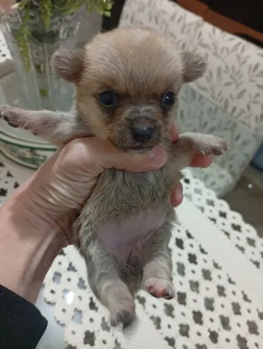 Chihuahua a venda