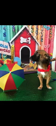 Doa-se cachorro