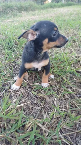 mini pinscher 