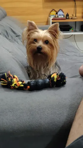 Yorkshire Terrier (Procura Namorada)