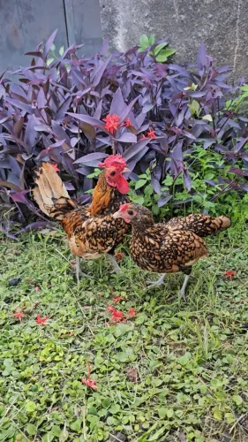 Casal de sebright dourada 