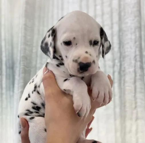 Filhotes De Dálmata - Seu Novo Melhor Amigo Está Pronto Para Te Conhecer!