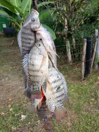 Sítio em Altamira Itororó ba