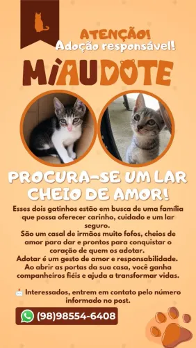 GATOS PARA ADOÇÃO 