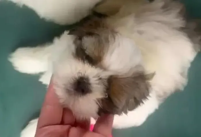 Shih tzu lindo e saudavel