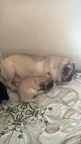 Fêmea de Pug (filhote)