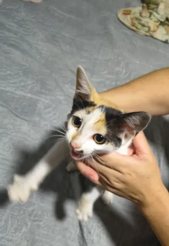 Gatinha muito mansa e carinhosa