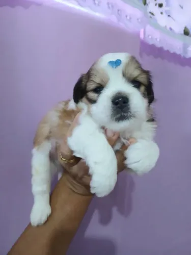 Machinho lhasa apso