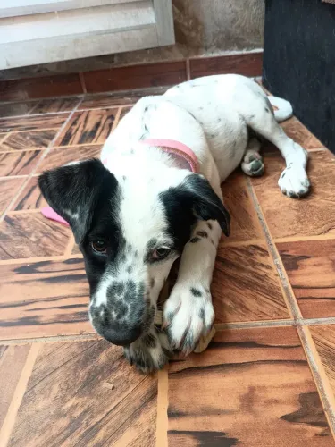 ADOCAO DALMATA FEMEA URGENTE