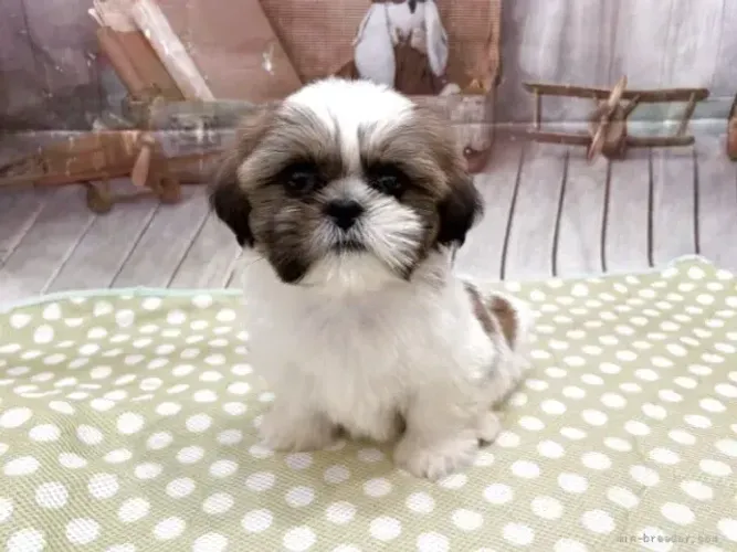Filhote de cachorro linhagem selecionada Shih tzu/Shitzu