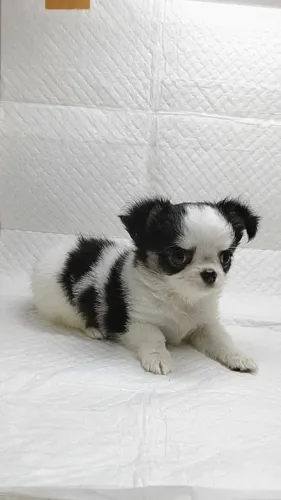 Chihuahua 
