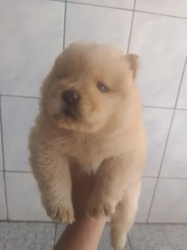Filhote Chow-chow, Pronto para uma explosão de fofura