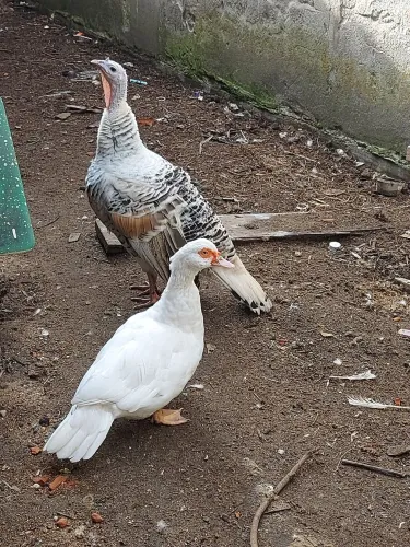 Vendo patos com urgência  tenho duas patas e um peru