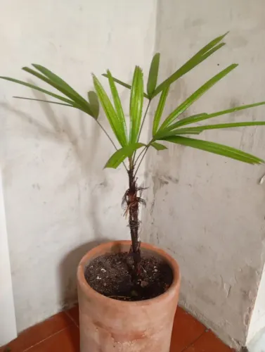 02 Mudas de Palmeira Ráfia