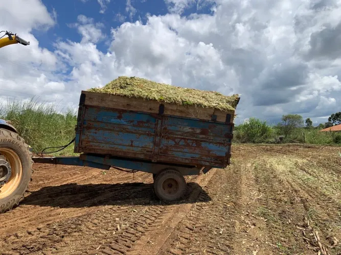 ? Silagem de Milho Premium - R$ 400/Tonelada - Brasília/DF ?