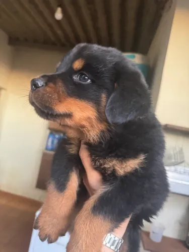 Vendo filhotes de Rottweiler puros 