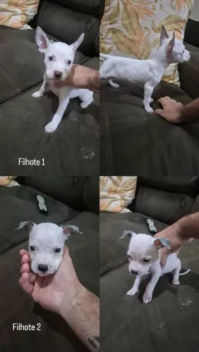 FILHOTES DE AMERICAN BULLY COM PITBULL 