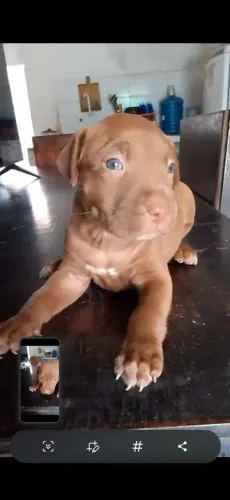 Vendo pitbull fêmea 