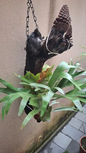 Vendo samanbaia chifre de viado