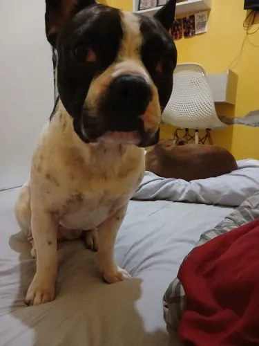 Buldogue