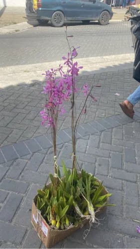 Orquídeas