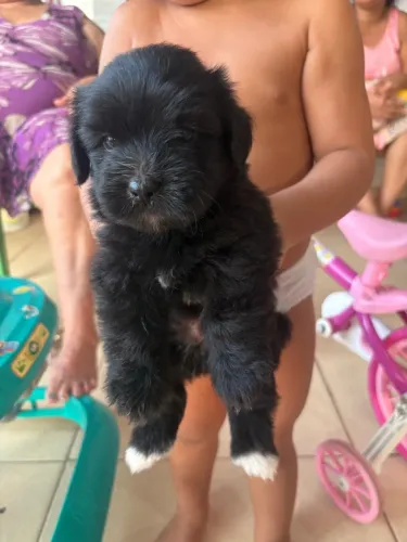 Poodle misto