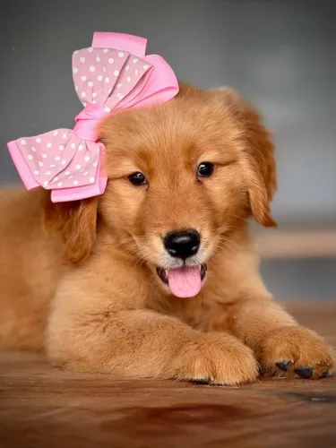 Goldens para São João do Meriti