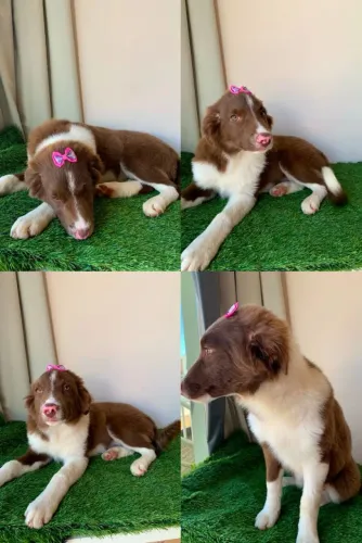 Border collie fêmeas 