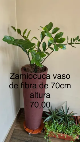 Vendo vaso com plantas diversos TAM e variedades