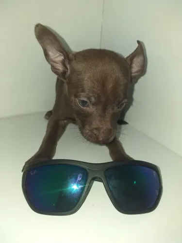 Filhote de pinscher miniatura um rato
