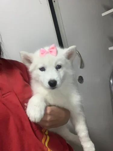 Vendo filhote de husky siberiano
