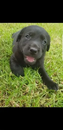 labrador   Respondo pelo 9.9751.6491