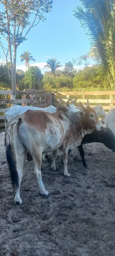 Gado a venda