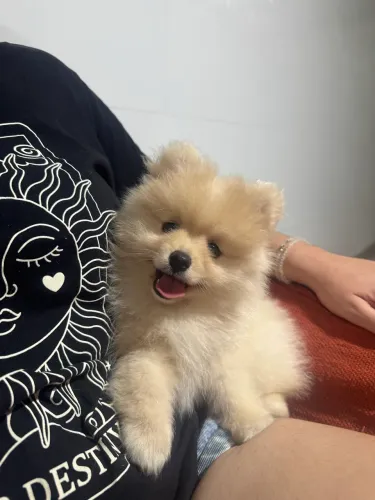 Spitz alemão fêmea