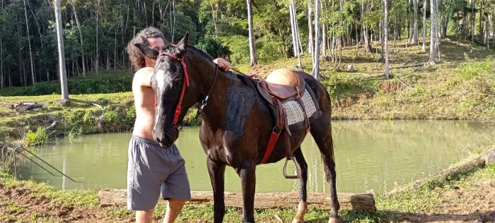 Vendo égua quarto de milha 