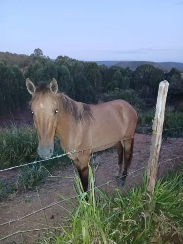 cavalo