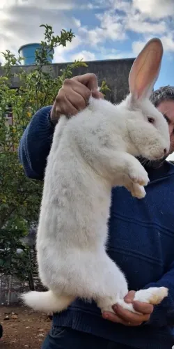 Coelho gigante de Flanders 