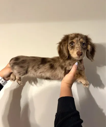 ADOÇÃO DE CACHORRO SALSICHA MOFADO URGENTE + *