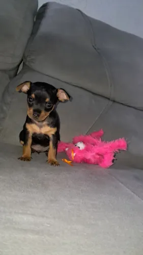 Pinscher macho disponível 