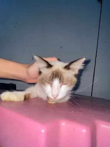 Gatinhos para doação 