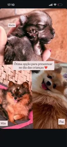 Macho spitz