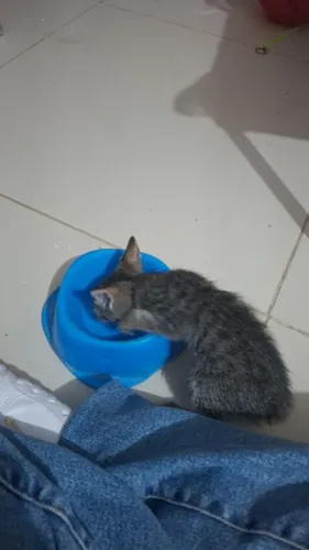 Gatinho resgatado para doação