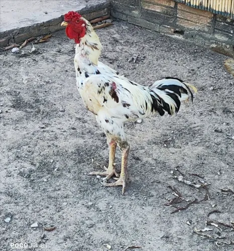 GALO CAIPIRA 