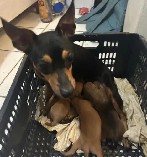 Cachorros miniatura pinscher