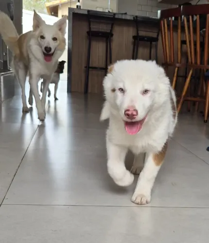 Filhote de border collie