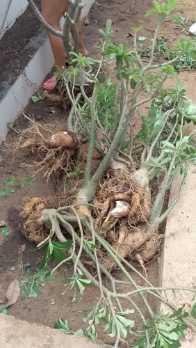 Vendo rosas do deserto