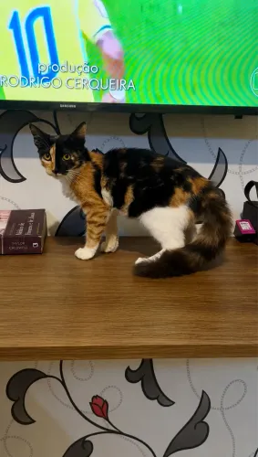 Gata para adoção