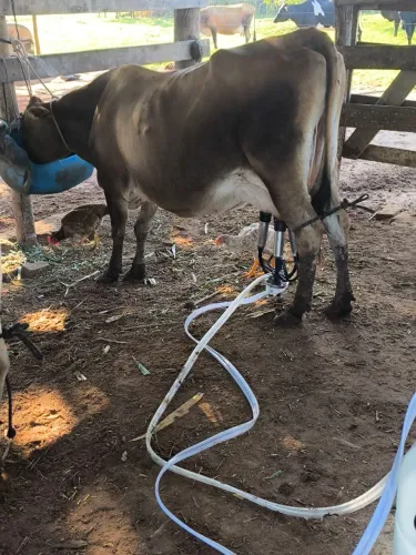 Vaca leiteira