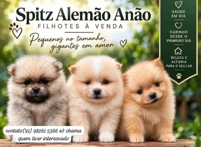 Spitz alemão filhote